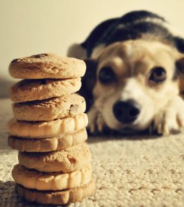 Dog Food - 10 "People" Foods You Can Feed Your Dog