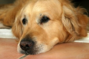 Arthritis in Dogs - Orthopedic Dog Beds made from memory foam for Senior Dogs