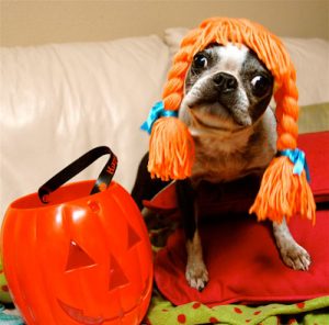 Don't let your dogs be spooked this Halloween