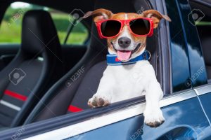 Why do dogs love to hang their head out the car window?
