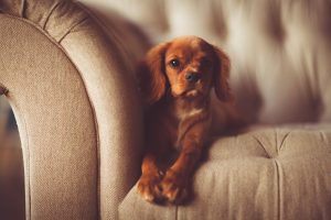 Why Dogs Destroy Furniture