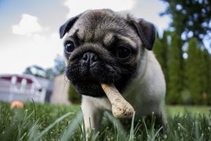 why dogs bury bones