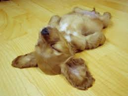 dogs lying on their backs
