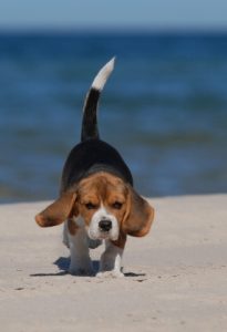 summer dog essentials - what to bring along for fun in the sun