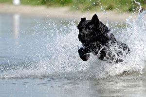 Summer dog essentials - for fun in the sun