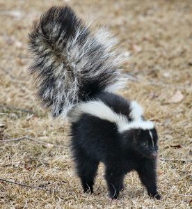 how to remove skunk odor from your dog