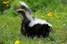 How to remove skunk odor from your dog