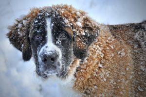 Caring for Pets in Freezing Weather