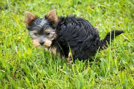 dog potty training tips