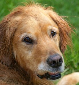 adopting a senior dog