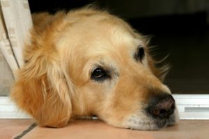 adopting a senior dog