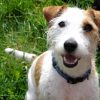 Tips on How to Keep Your Dog Healthy