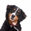best dog names