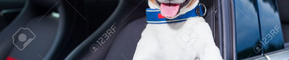 Why do dogs love to hang their head out the car window?