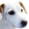 6 Ways to Honor Your Dog Who Passed Away